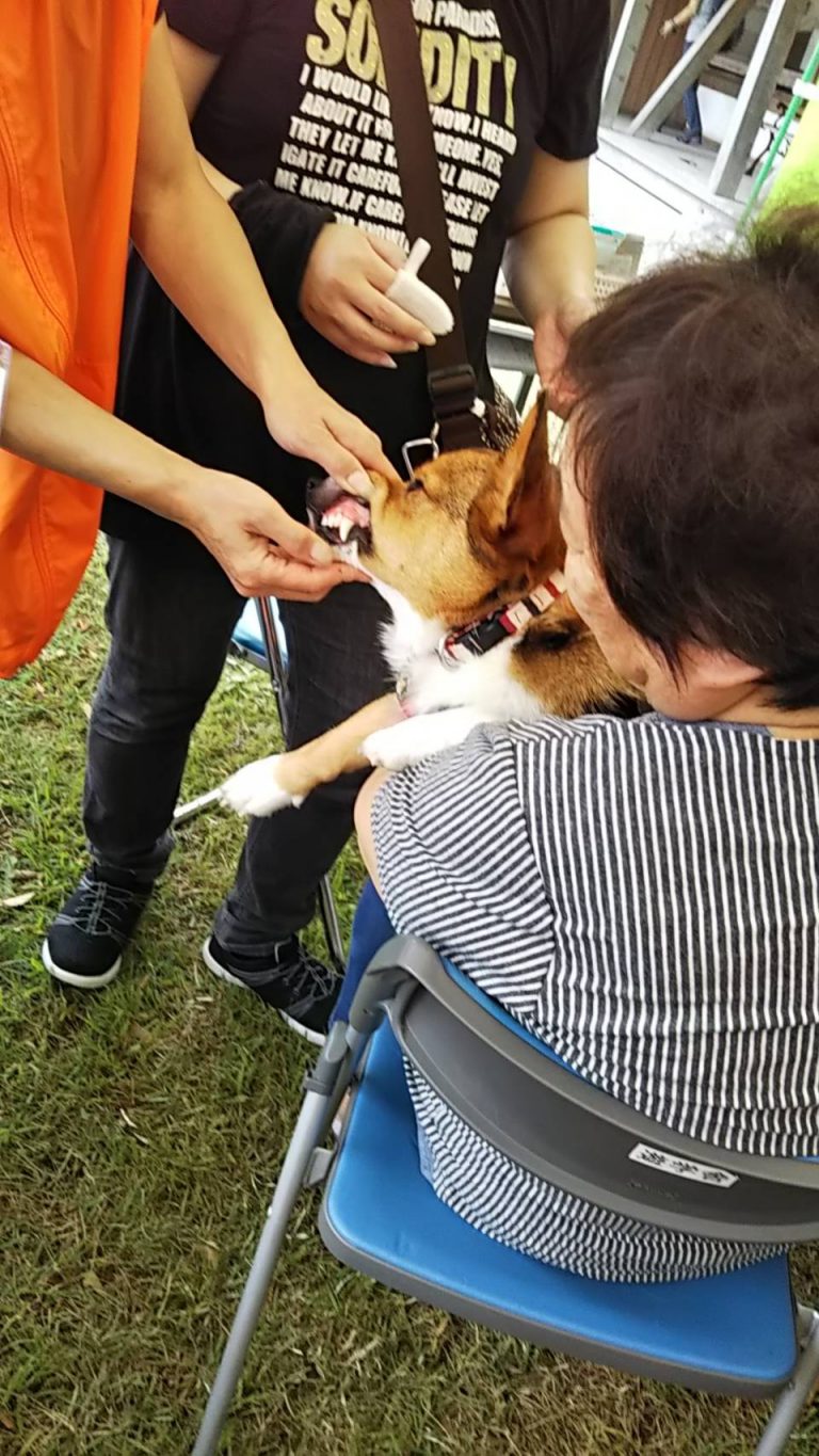 2018動物愛護フェスティバル 秋田県愛玩動物協会