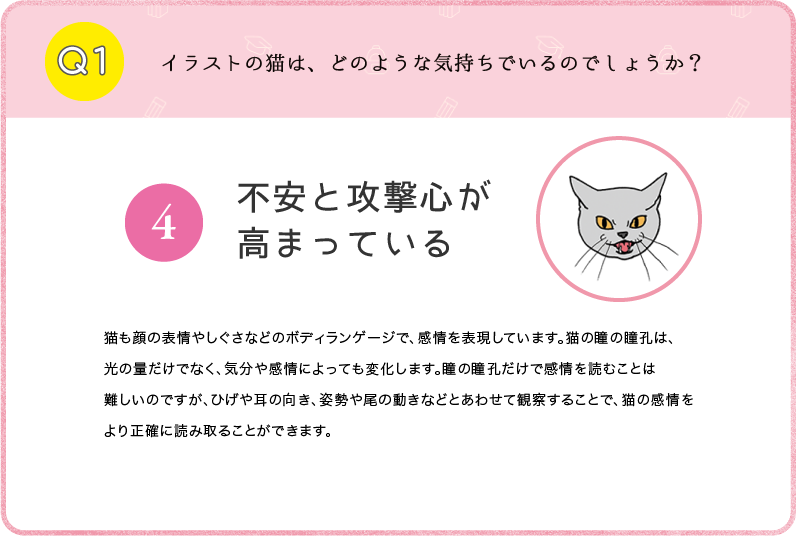 不安と攻撃心が高まっている　猫も顔の表情やしぐさなどのボディランゲージで、感情を表現しています。猫の瞳の瞳孔は、光の量だけでなく、気分や感情によっても変化します。瞳の瞳孔だけで感情を読むことは難しいのですが、ひげや耳の向き、姿勢や尾の動きなどとあわせて観察することで、猫の感情をより正確に読み取ることができます。