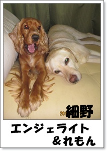 細野エンジェライト＆れもん