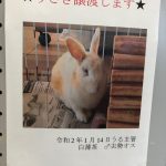 うさぎ