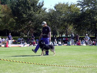 警察犬訓練士による訓練風景２