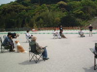 愛犬しつけ方教室