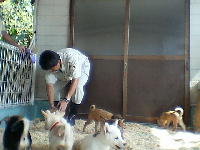 仔犬の譲渡会