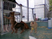 仔犬の譲渡会