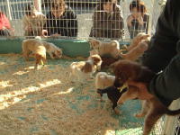 仔犬の譲渡会