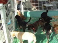 仔犬の譲渡会