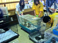 仔犬の譲渡会