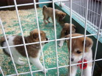 仔犬の譲渡会