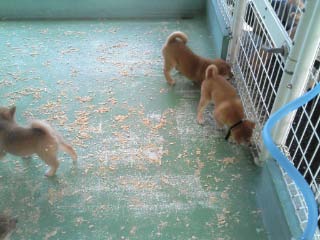 譲渡会