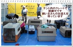 参加犬たちは、クレート内で訓練中です。